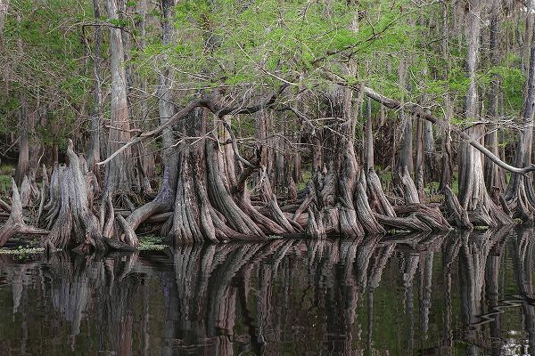 Jones, Adam 아티스트의 Early spring view of cypress trees reflecting on blackwater area of St Johns River-central Florida작품입니다.